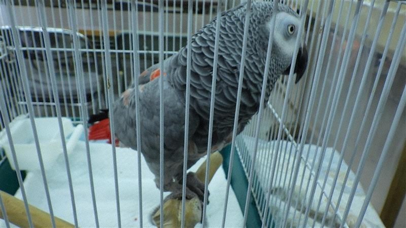 【大阪府警】落とし物の「ヨウム」　希少種と知らず譲渡→事件に